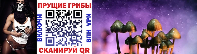магазин    Можга  Псилоцибиновые грибы Psilocybe 